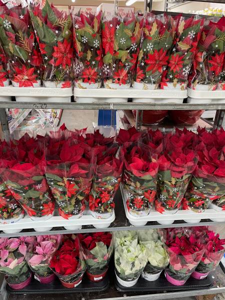 Grand choix de Poinsettias, poinsettia rouge ou blanc, diverses tailles et prix canon. Qualité extra dans vos jardineries Sopavar à Six Fours et à Sanary dans le Var