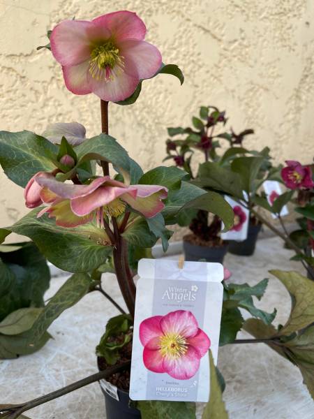 Rose de Nöel (Helleborus niger) plusieurs coloris disponibles dans vos jardineries coopératives agricoles Sopavar