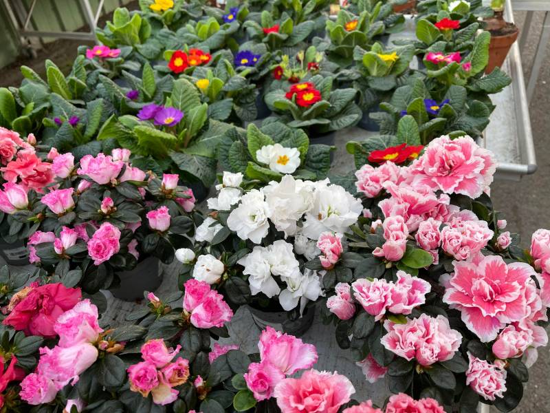 Primevères Azalées jacinthes en vente dans vos jardineries Sopavar à Sanary et à Six Fours près de Toulon