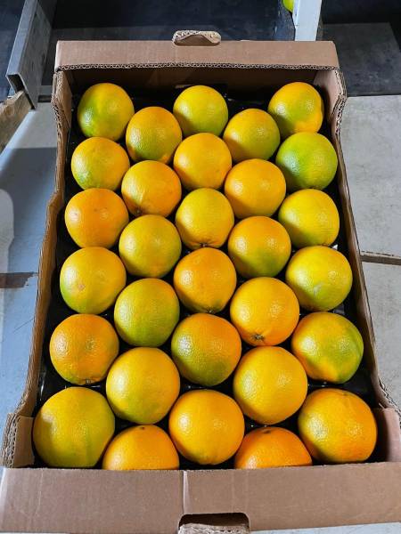 Agrumes de Sicile orange citron pamplemousse cédrat en vente dans vos coopératives agricoles Sopavbar