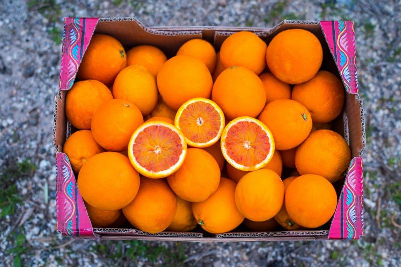 Oranges douces et oranges sanguines non traitées de Sicile dans vos jardineries Sopavar à Sanary et à Six Fours près de Toulon