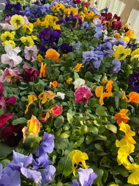 Pensées colorées à prix promo dans votre jardinerie Sopavar à Sanary et à Six Fours près de Toulon dans le Var