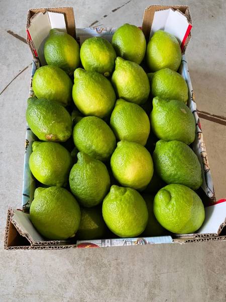 Citrons de Sicile non traités dans vos jardineries Sopavar à Six Fours et à Sanary près de Toulon