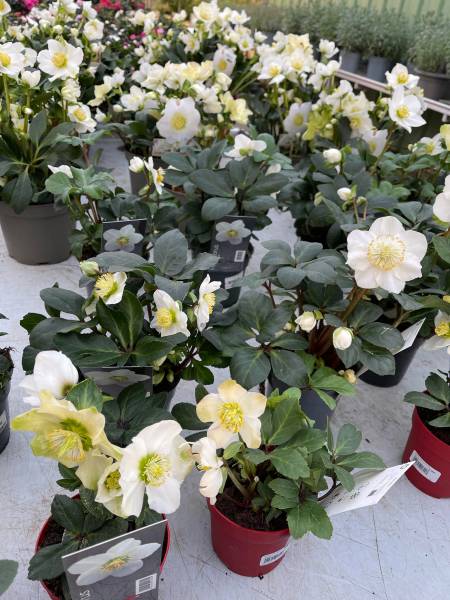 Rose de Noël blanche à prix promo dans vos coopératives agricoles Sopavar à Sanary et à Six Fours dans le Var