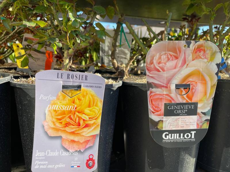 Arbustes, arbres d'ornement, rosiers dans la pépinière de vos 2 coopératives agricoles jardinerie Sopavar à Six Fours et à Sanary près de Toulon