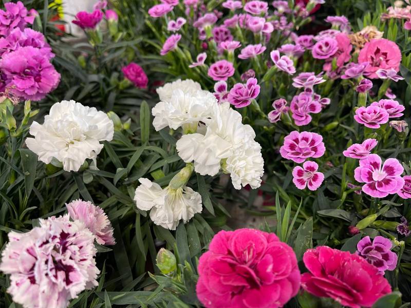 Fleuriste Moins Cher Fleurs de saison plantes en pot à offrir dans la coopérative agricole Sopavar à Sanary et à Six Fours près de Toulon dans le Var