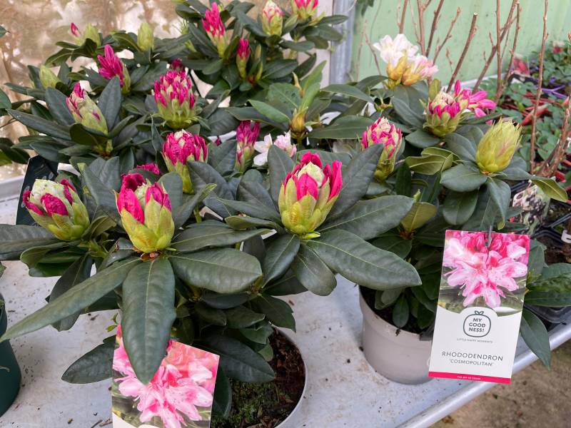 Fleuriste Moins Cher Fleurs de saison plantes en pot à offrir dans la jardinerie Sopavar à Sanary et à Six Fours près de Toulon dans le Var