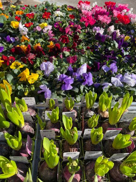 Grand choix de végétaux moins chers toute l'année dans la pépinière de vos 2 coopératives agricoles jardinerie Sopavar à Six Fours et à Sanary près de Toulon