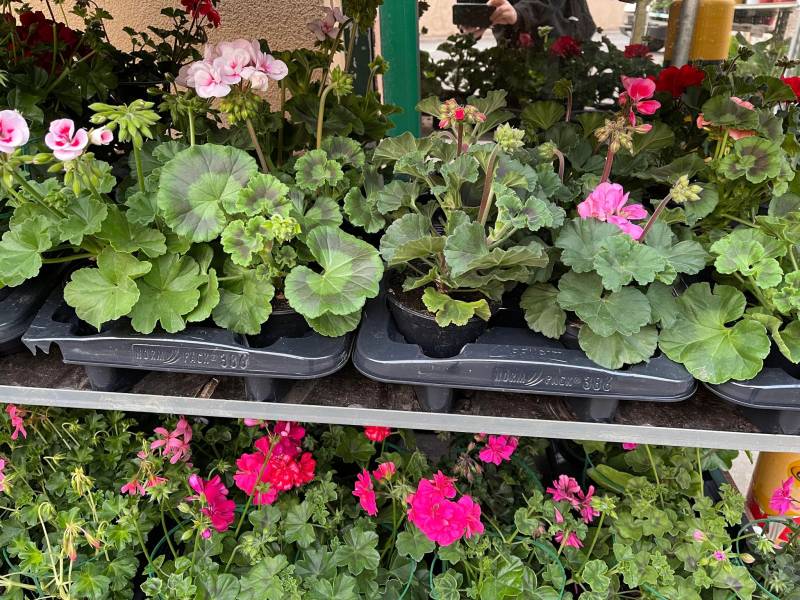 Fleuriste Moins Cher Fleurs de saison plantes en pot à offrir à la coopérative agricole Sopavar à Sanary et à Six Fours près de Toulon dans le Var