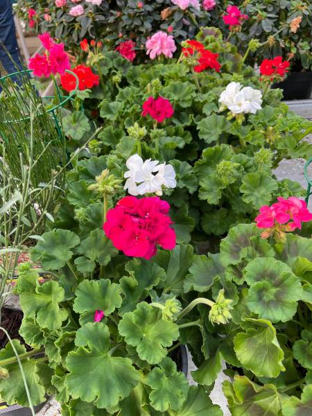 Plantes de saison, fleurs, géranium dans la pépinière de vos 2 coopératives agricoles jardinerie Sopavar à Six Fours et à Sanary près de Toulon