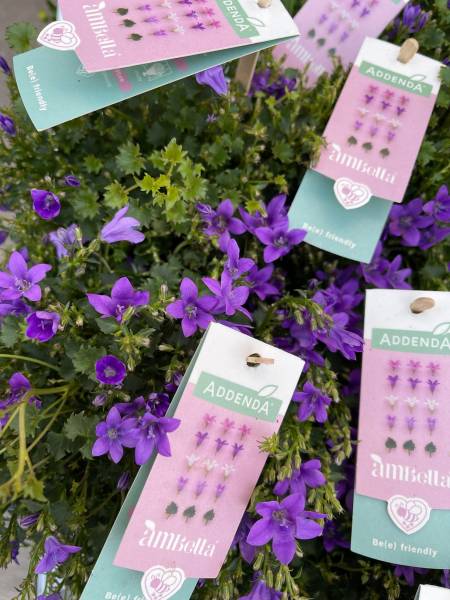 Fleuriste Moins Cher Fleurs de saison plantes en pot à offrir dans la coopérative agricole jardinerie Sopavar à Sanary et à Six Fours près de Toulon dans le Var