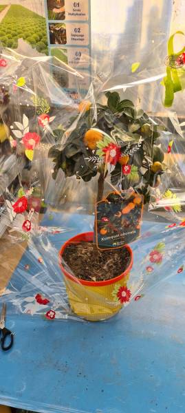 Fleuriste Moins Cher Fleurs de saison plantes en pot à offrir à Sanary et à Six Fours près de Toulon dans le Var