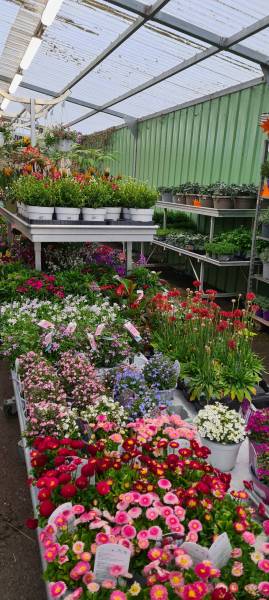 Fleuriste Moins Cher Fleurs de saison plantes en pot à offrir dans vos jardineries Sopavar à Sanary et à Six Fours près de Toulon dans le Var