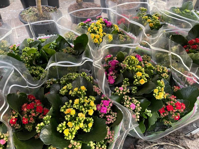 Fleuriste Moins Cher Fleurs de saison plantes en pot à offrir dans les magasins des jardineries Sopavar à Sanary et à Six Fours près de Toulon dans le Var