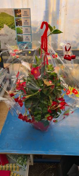 Emballage cadeau rayon fleuriste fleurs et plantes à offrir dans votre jardinerie coopérative agricole Sopavar à Sanary et à Six Fours près de Toulon dans le Var