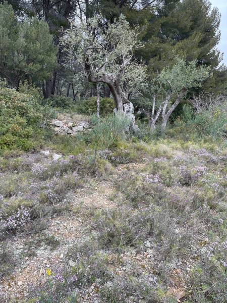 Thym sauvage de Provence pour vos infusions et vos plats grillades et sauces en vente dans votre jardinerie coopérative agricole SOPAVAR à Six Fours et à Sanary près de Toulon dans le Var