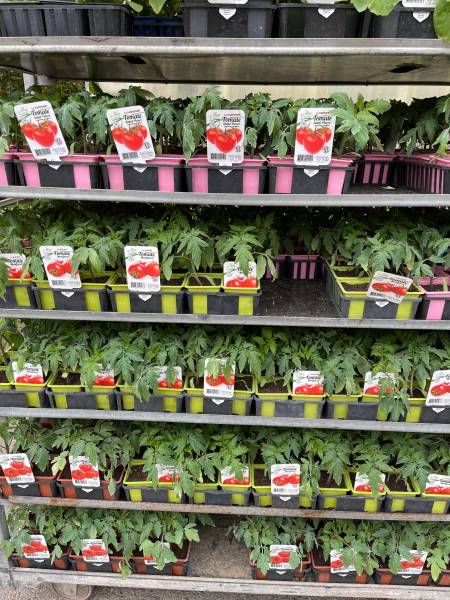 Plant de tomates Moins Cher 100% français dans votre jardinerie coopérative agricole SOPAVAR à Six Fours et à Sanary proche de Ollioules Le Revest Evenos près de Toulon dans le Var