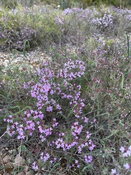 Fleurs de thym de Provence Farigoule Thym fleuri pour vos liqueurs à consommer avec modération