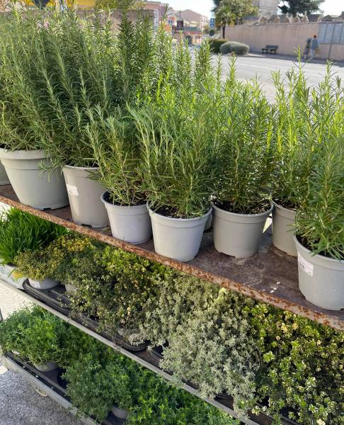 Plants de Romarin  grand choix d’aromates dans votre jardinerie coopérative agricole Sopavar à sanary et à Six Fours près de Toulon dans le Var