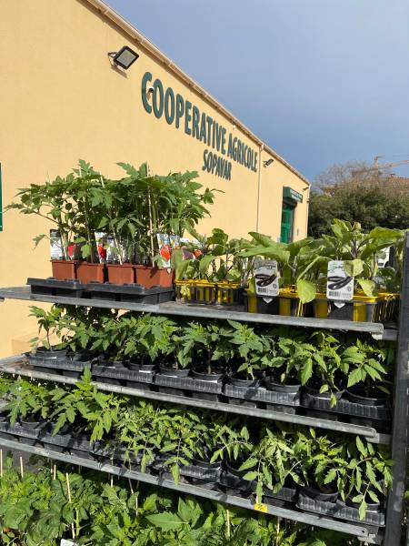 Plant de Tomates Aromates Plants potagers Moins Chers 100% français dans votre jardinerie Sopavar et nos 2 magasins dans votre coopérative agricole près des centres-villes de Sanary et de Six Fours proche de Ollioules Le Revest Evenos près de Toulon dans