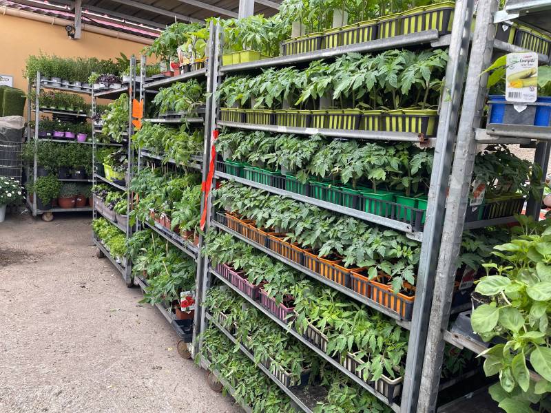 Plant de Tomates Aromates Plants potagers Moins Chers 100% français dans votre jardinerie Sopavar et nos 2 magasins dans votre coopérative agricole près des centres-villes de Sanary et de Six Fours proche de Le Beausset La Cadière Le Castellet près de Tou