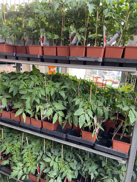 Plant de Tomates Aromates Plants potagers Moins Chers 100% français dans votre jardinerie Sopavar et nos 2 magasins dans votre coopérative agricole près des centres-villes de Sanary et de Six Fours proche de Saint Cyr Bandol La Ciotat près de Toulon dans