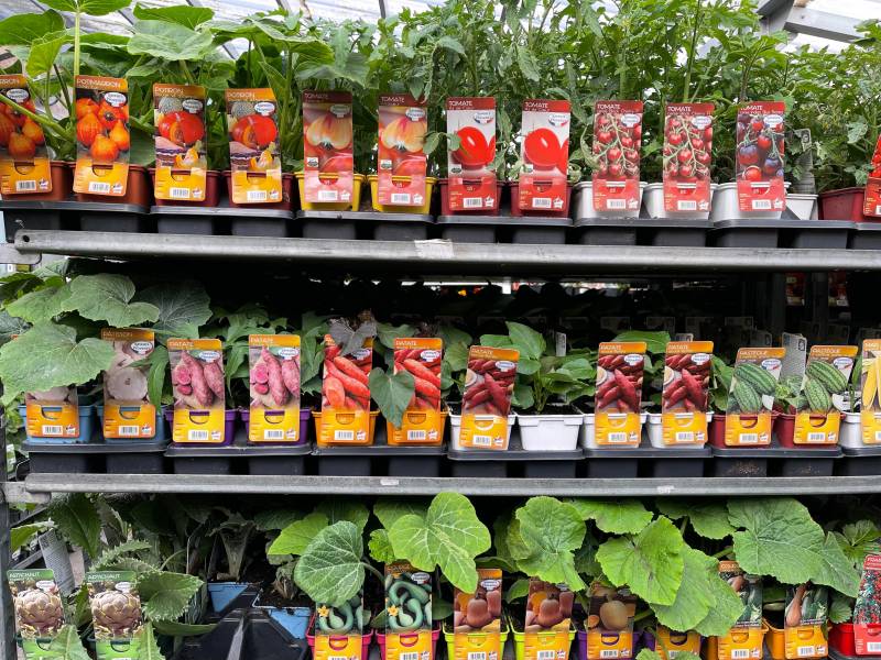 Plants de légumes BIO et aromates BIO pour le potager dans votre jardinerie Sopavar et nos 2 magasins dans votre coopérative agricole près des centres-villes de Sanary et de Six Fours proche de La Seyne Saint Mandrier Bandol Saint Cyr près de Toulon dans