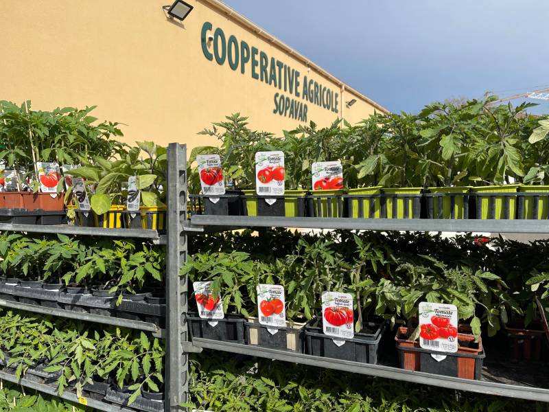 Plant de tomates BIO Moins Cher 100% français dans votre jardinerie coopérative agricole SOPAVAR à Six Fours et à Sanary proche de Le Beausset La Cadière Le Castellet près de Toulon dans le Var