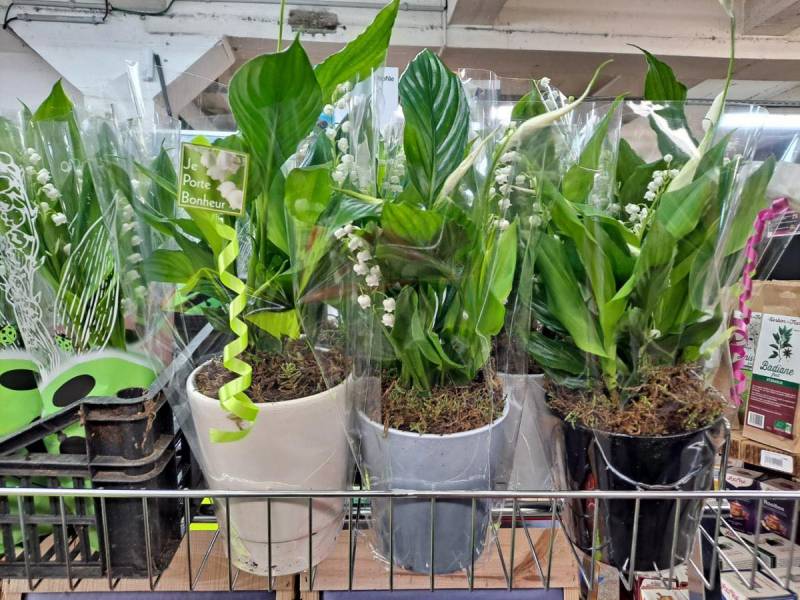 Muguet qualité prix imbattable dans votre jardinerie coopérative agricole SOPAVAR à Sanary et à Six Fours près de Toulon dans le Var