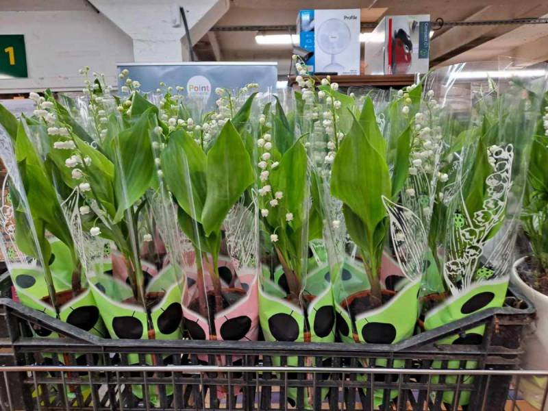 Muguet 1er mai Compositions dans votre jardinerie coopérative agricole SOPAVAR à Six Fours et à Sanary près de Toulon dans le Var