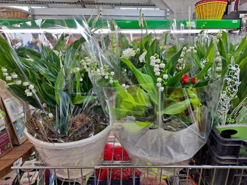 1er mai muguet et compositions dans votre jardinerie Sopavar à Sanary et à Six Fours près de Toulon dans le Var