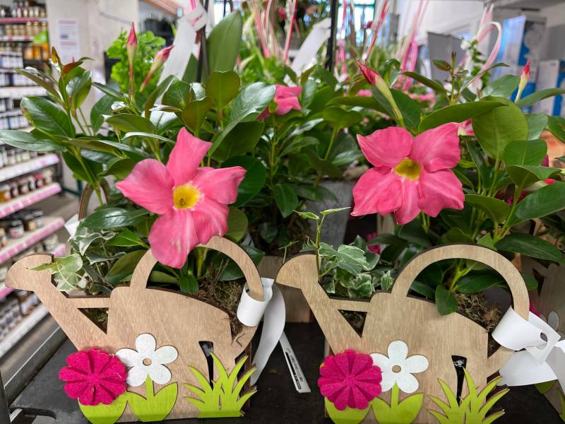 Compositions fleuries Fête des mères prix promo toute l’année dans votre jardinerie coopérative agricole SOPAVAR à Sanary et à Six Fours près de Toulon dans le Var