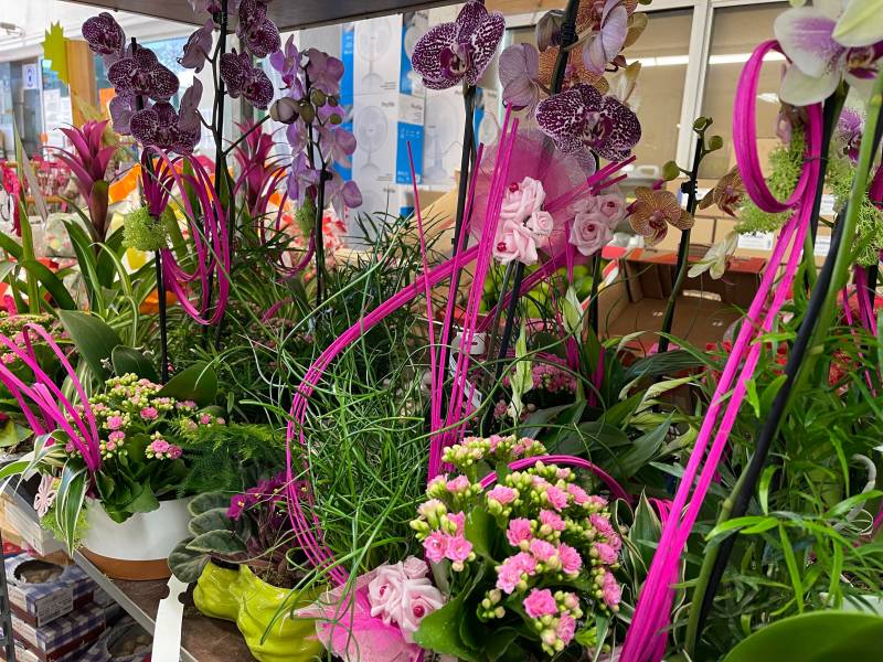Plantes fleuries en pot compositions bouquets de fleurs à offrir Fête des mères dans votre jardinerie Sopavar à Sanary et à Six Fours près de Toulon dans le Var
