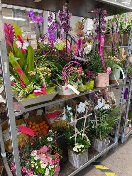 Plantes en pot à offrir Fête des mères prix promo toute l’année dans votre jardinerie coopérative agricole SOPAVAR à Sanary et à Six Fours près de Toulon dans le Var