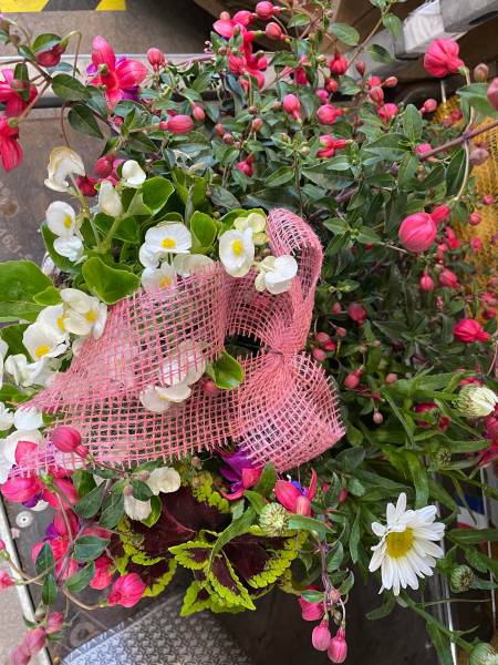 Plantes fleuries en pot à offrir Fête des mères dans votre coopérative agricole Sopavar à Sanary et à Six Fours près de Toulon dans le Var