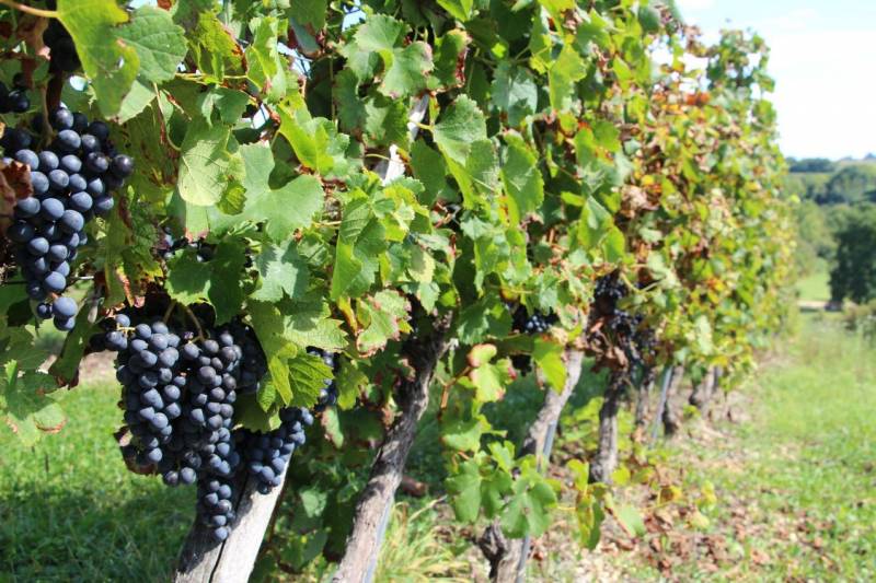 Vin rouge du Chateau Laronde Vin de Bordeaux moins cher promo toute l'année dans votre coopérative agricole Sopavar à Six Fours et à Sanary près de Toulon dans le Var