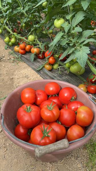 Tomates de nos producteurs locaux sociétaires de notre coopérative agricole