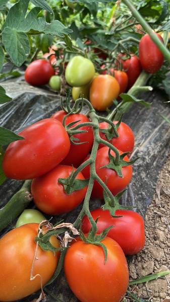Tomates de nos producteurs locaux sociétaires de notre coopérative agricole