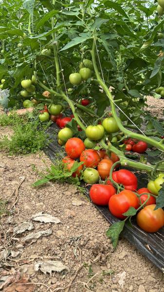 Tomates de nos producteurs locaux sociétaires de notre coopérative agricole
