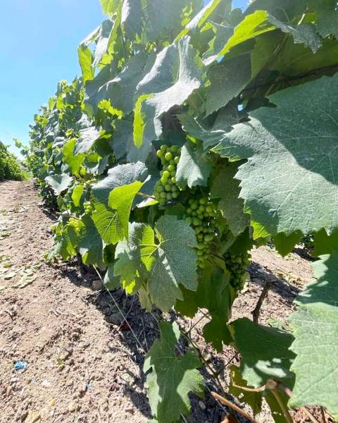 Champagne A. Bergère en promo dans votre coopérative agricole près des centres-villes de Sanary et de Six Fours près de Toulon dans le Var