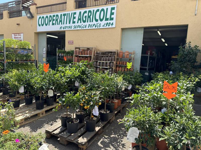Agrumes en promo dans votre jardinerie Sopavar à Sanary et à Six Fours proche de Toulon et la Seyne dans le Var