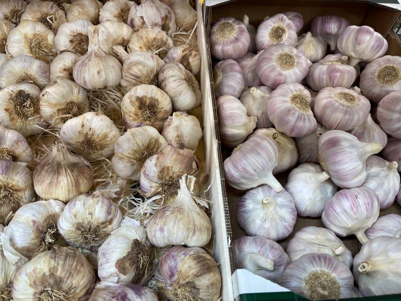Ail rose de Lautrec dans le Tarn ail violet ail blanc en vrac ou en grappe tresse 100% français les échalotes en grappes dans votre jardinerie coopératives agricoles Sopavar à Sanary et à Six Fours près de Toulon dans le Var