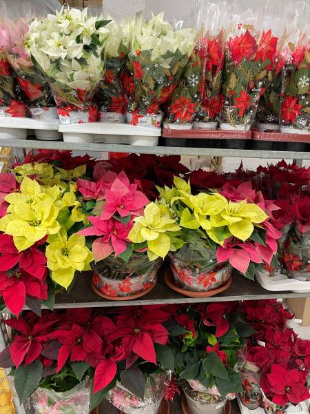 Poinsettia Etoile de Noel divers coloris dans votre jardinerie coopérative agricole SOPAVAR à Six Fours et à Sanary près de Toulon dans le Var