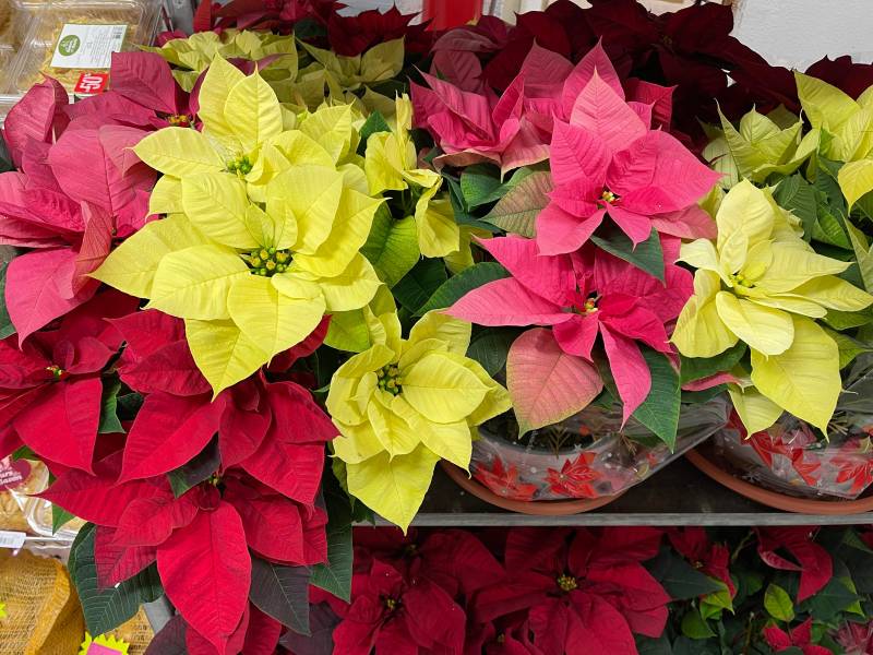 Poinsettia Etoile de Noel à découvrir dans vos coopératives agricoles Sopavar à Sanary et à Six Fours près de Toulon dans le Var