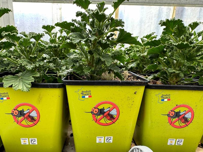 Géranium pélargonium anti moustiques dans nos 2 magasins dans votre coopérative agricole près des centres-villes de Sanary et de Six Fours près de Toulon dans le Var
