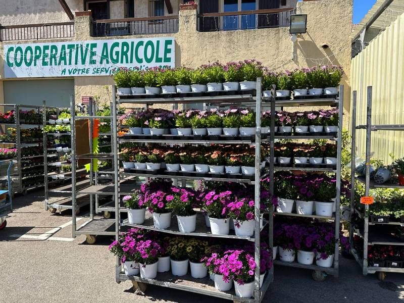 Marguerite Anthémis rose rouge jaune dans nos 2 magasins dans votre coopérative agricole près des centres-villes de Sanary et de Six Fours près de Toulon dans le Var