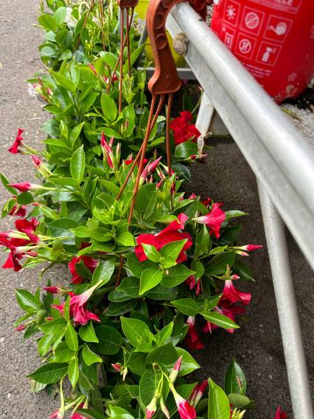 Grand choix de Dipladenia Mandevilla sundaville sanderi dans votre jardinerie coopérative agricoles Sopavar à Sanary et à Six Fours près de Toulon dans le Var