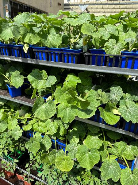 Grand choix de variétés de courgettes dans nos 2 jardineries Sopavar à Six Fours et à Sanary près de Toulon dans le Var