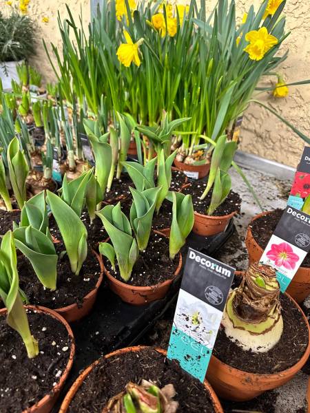 Plants et aromates de saison dans votre jardinerie coopérative Sopavar à Six Fours et à Sanary dans le Var près de Toulon