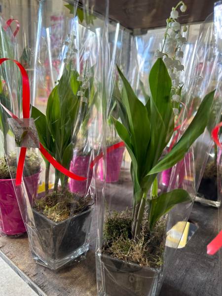Muguet de qualité dans vos magasins coopératives agricoles de Sanary et de Six Fours près de Toulon dans le Var